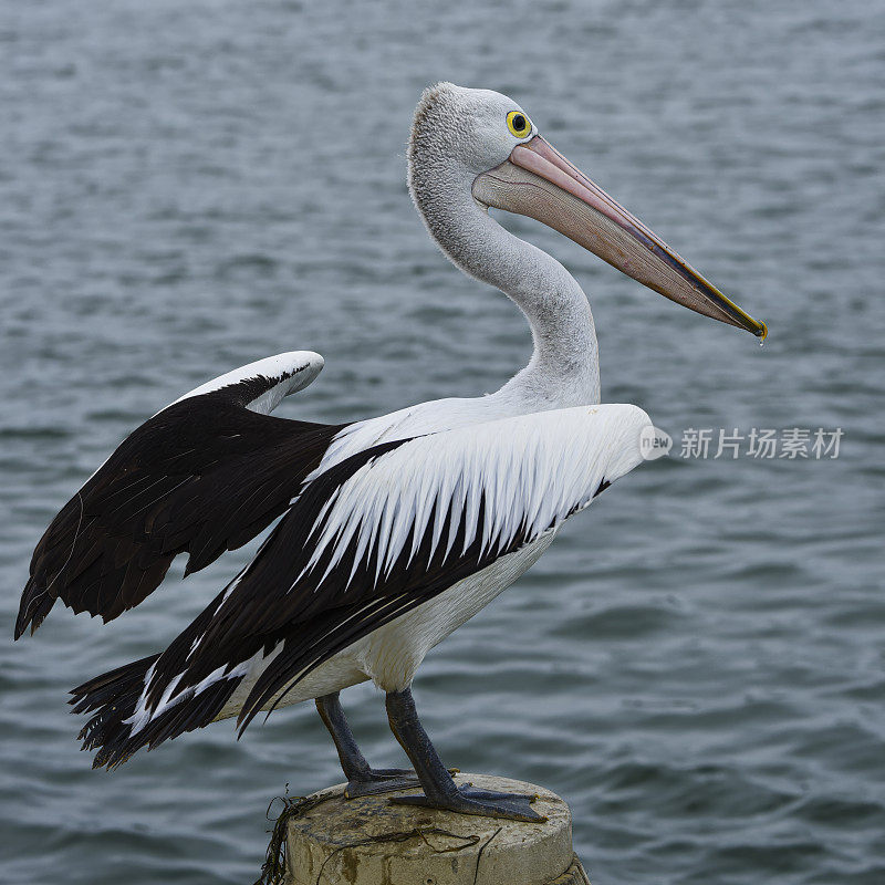 澳洲鹈鹕(Pelecanus illatus)